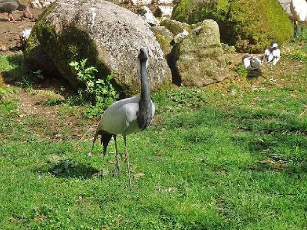 149 BIO PARC DE DOUE LA FONTAINE 6- 2016_000042.jpg